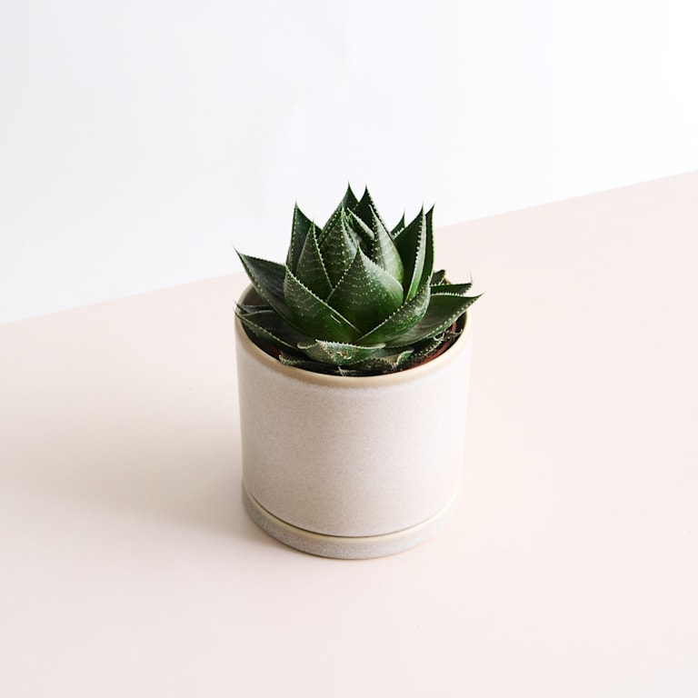 blume2000 Aloe 'Cosmo' Kostenloser Versand
