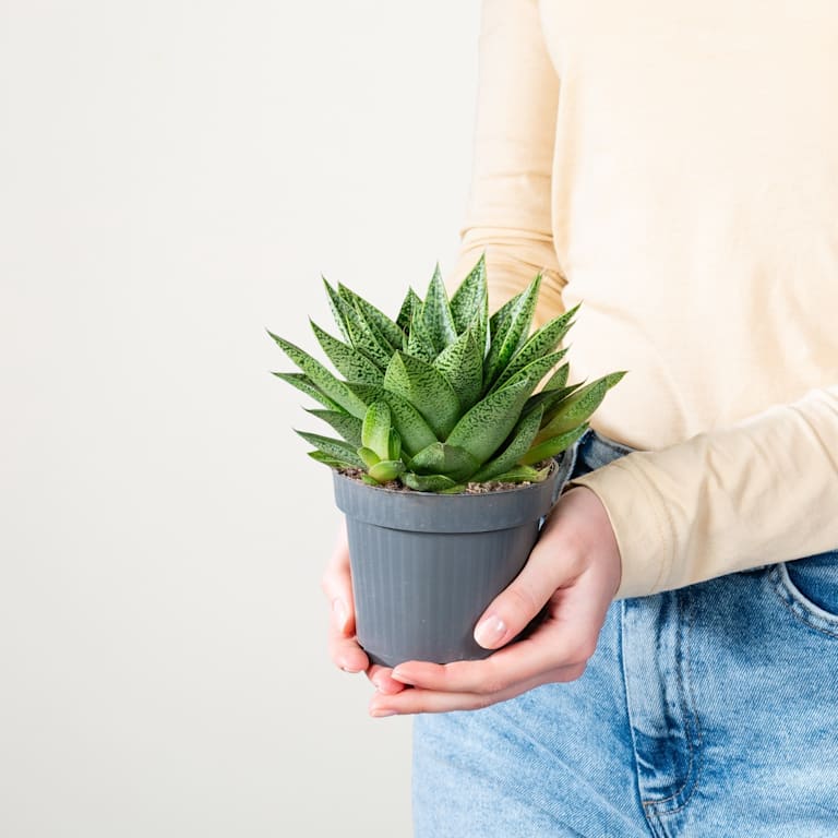 blume2000 Gasteria 'Tiga' S