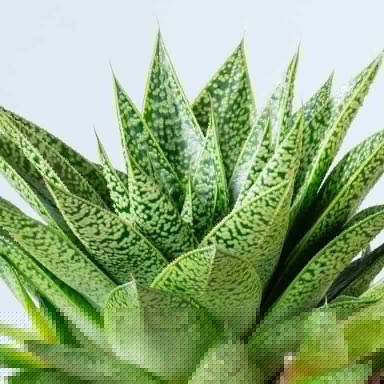 blume2000 Gasteria 'Tiga' S Limitierter Zeitrabatt