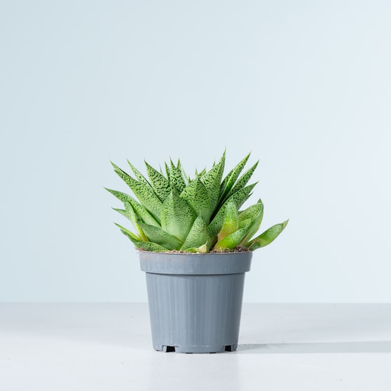 blume2000 Gasteria 'Tiga' S Limitierter Zeitrabatt