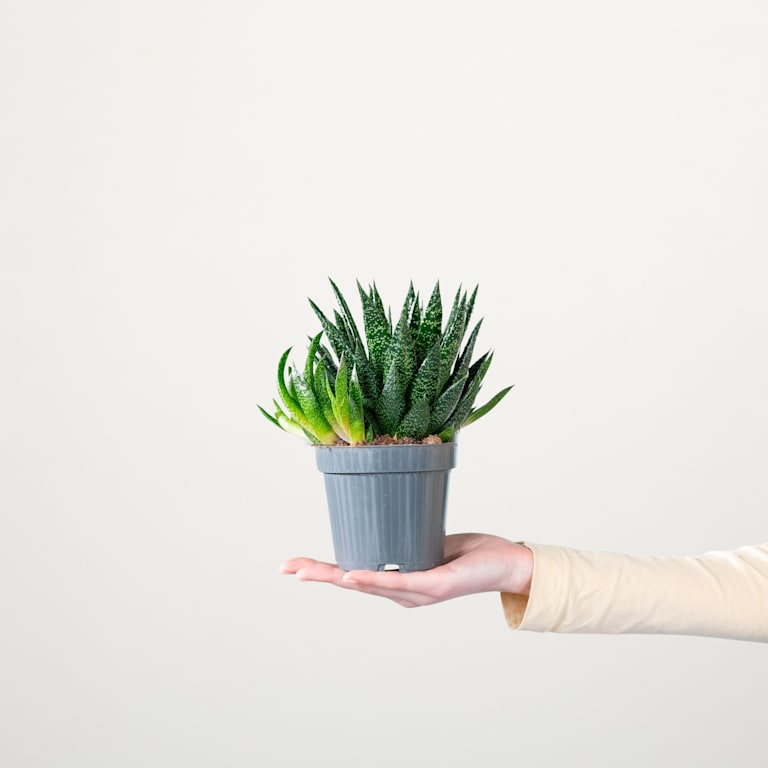 blume2000 Gasteria 'Due' S Fabrik Onlineshop
