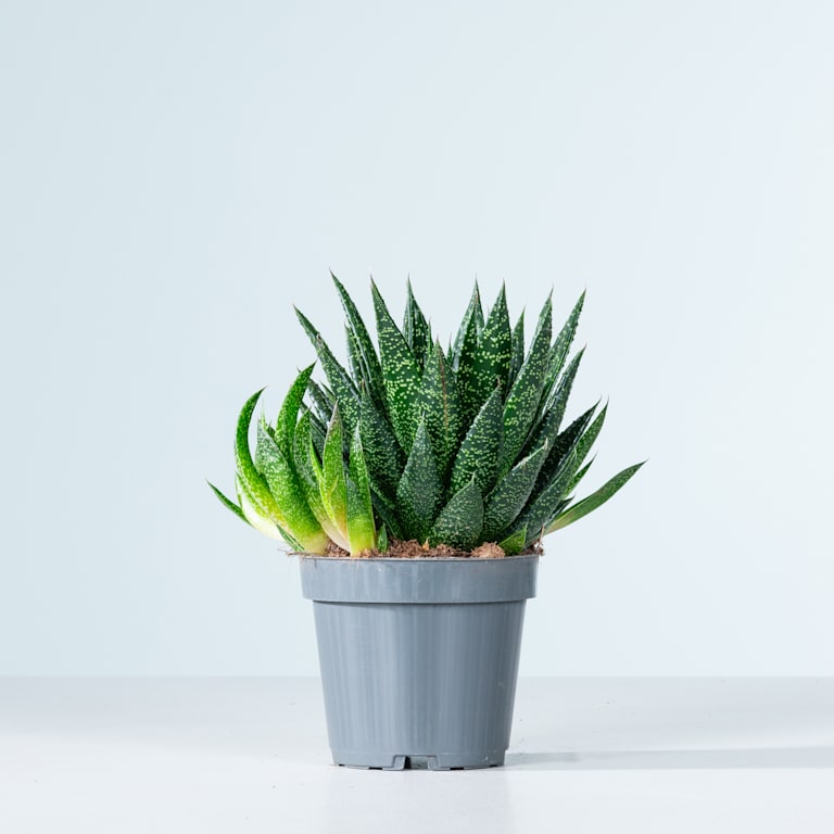 blume2000 Gasteria 'Due' S Fabrik Onlineshop