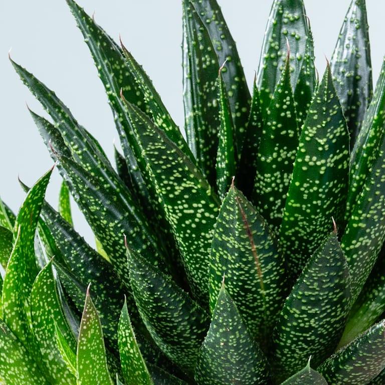 blume2000 Gasteria 'Due' S Fabrik Onlineshop