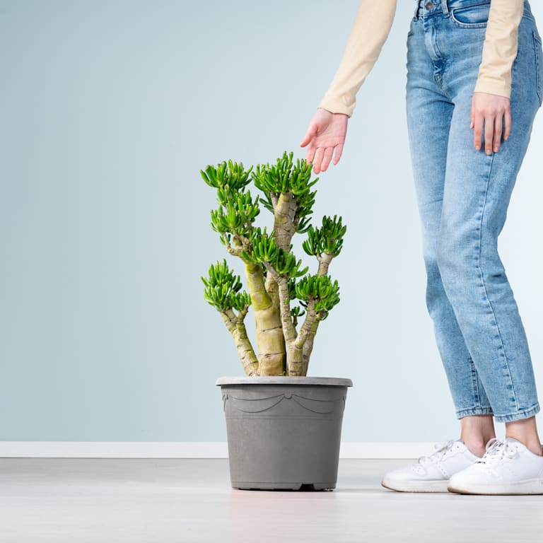 blume2000 Geldbaum 'Gollum' XL Fabrikpreis