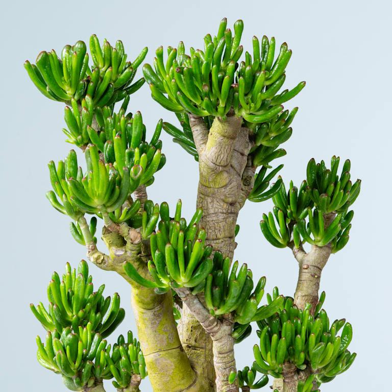 blume2000 Geldbaum 'Gollum' XL Fabrikpreis