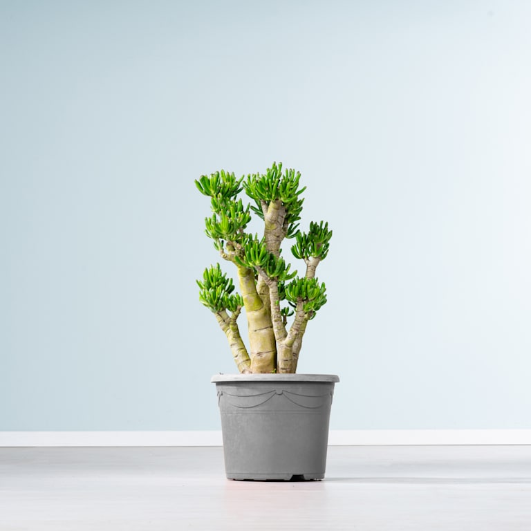 blume2000 Geldbaum 'Gollum' XL Fabrikpreis