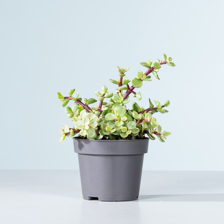 blume2000 Speckbaum 'Variegata' M Rabatt