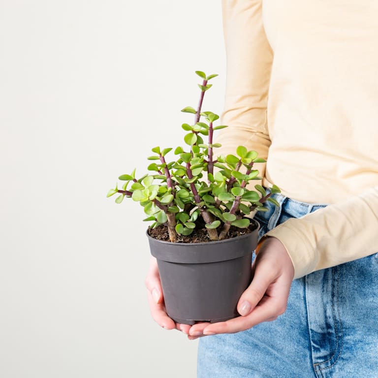 blume2000 Speckbaum 'Afra' Günstig kaufen