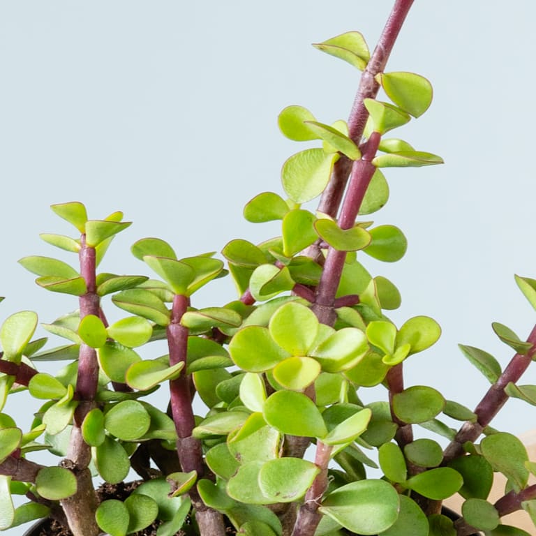 blume2000 Speckbaum 'Afra' Günstig kaufen