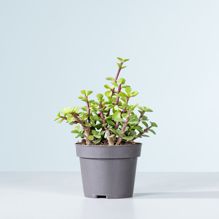 blume2000 Speckbaum 'Afra' Günstig kaufen
