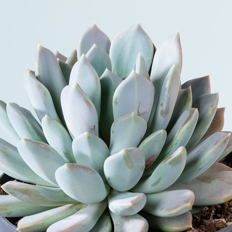 blume2000 Pachyveria 'Draco' M Großer Ausverkauf