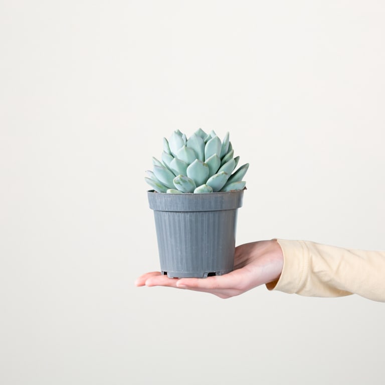blume2000 Pachyveria 'Corvus' Flash Sale