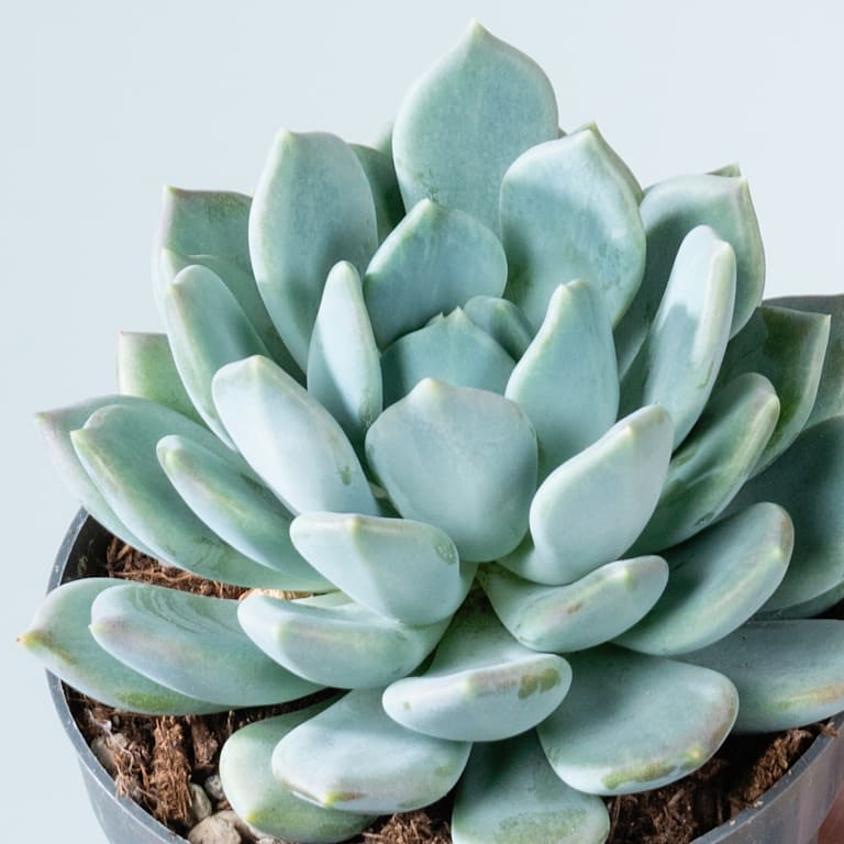 blume2000 Pachyveria 'Corvus' Flash Sale