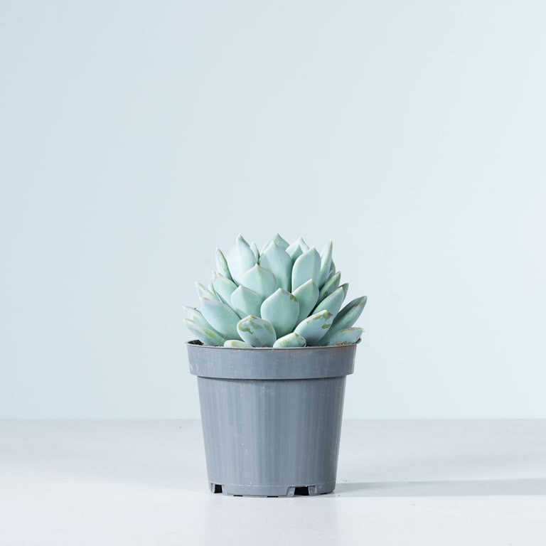 blume2000 Pachyveria 'Corvus' Flash Sale