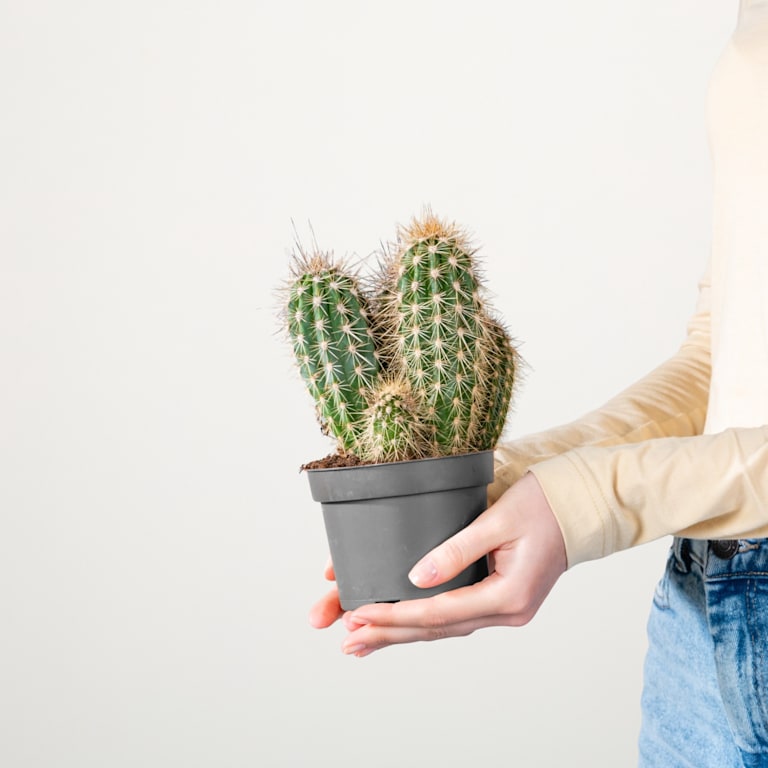blume2000 Säulenkaktus 'Pringlei' S Begrenztes Angebot