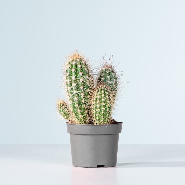 blume2000 Säulenkaktus 'Pringlei' S Begrenztes Angebot
