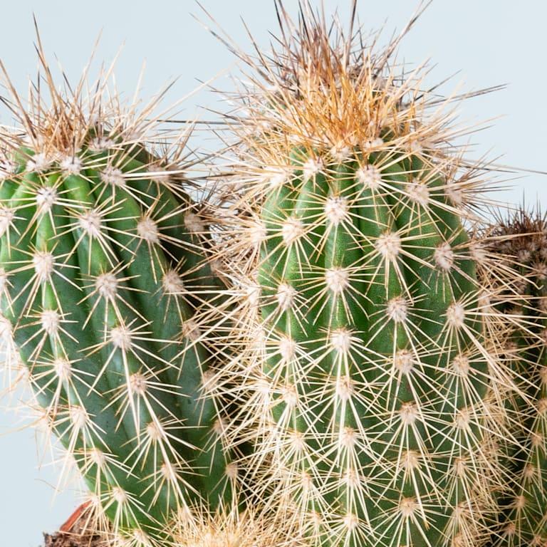 blume2000 Säulenkaktus 'Pringlei' S Begrenztes Angebot