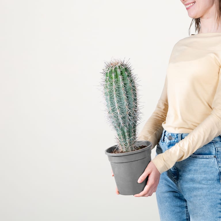 blume2000 Säulenkaktus 'Pringlei' M Online Shopping