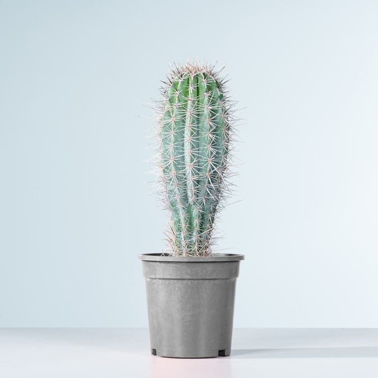 blume2000 Säulenkaktus 'Pringlei' M Online Shopping
