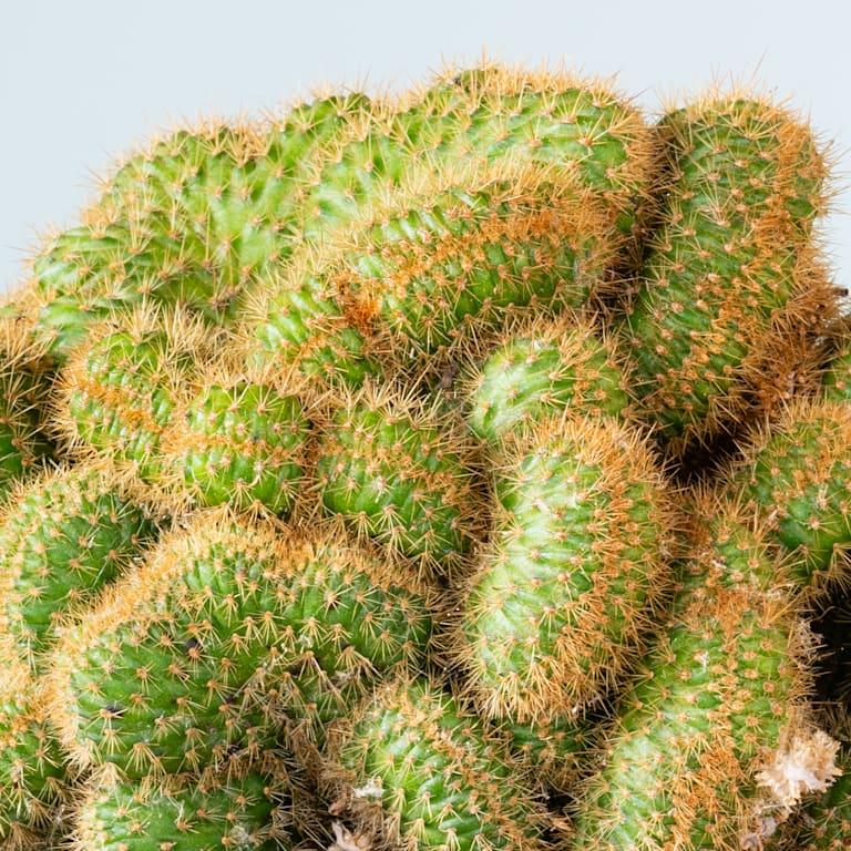 blume2000 Hildewintera 'Cristata' Exklusivangebot