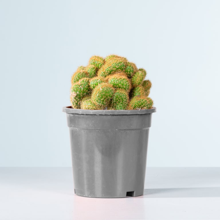 blume2000 Hildewintera 'Cristata' Exklusivangebot