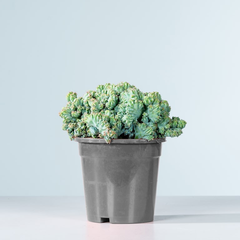 blume2000 Heidelbeerkaktus 'Cristata' Preisnachlass