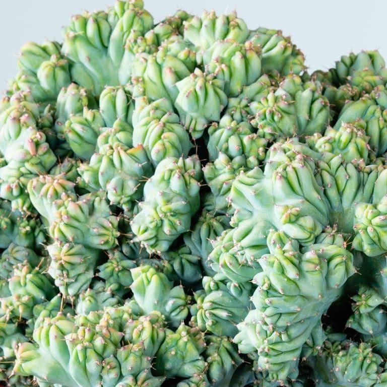 blume2000 Heidelbeerkaktus 'Cristata' Preisnachlass