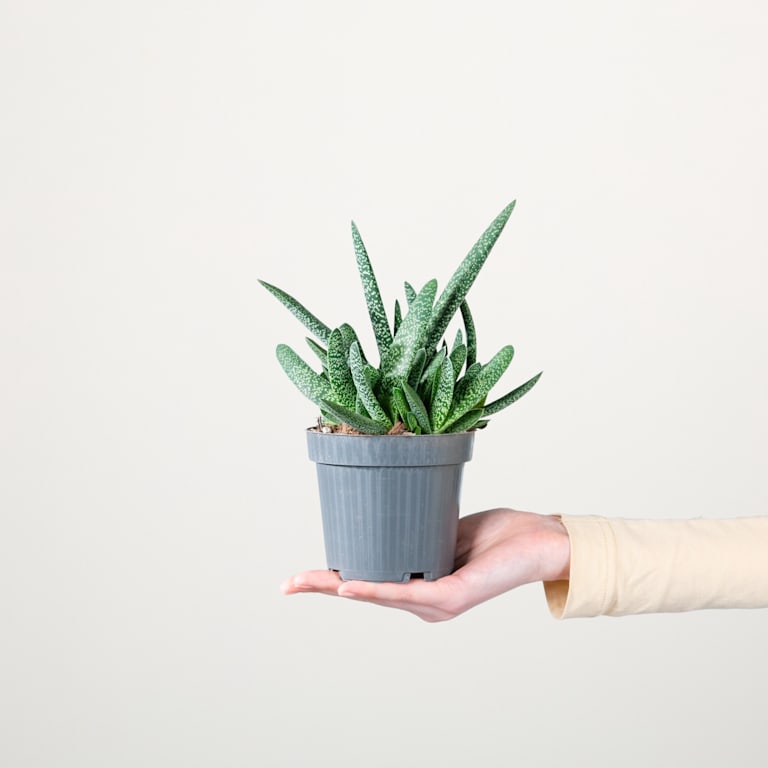 blume2000 Gasteria 'Verrucosa' Black Friday