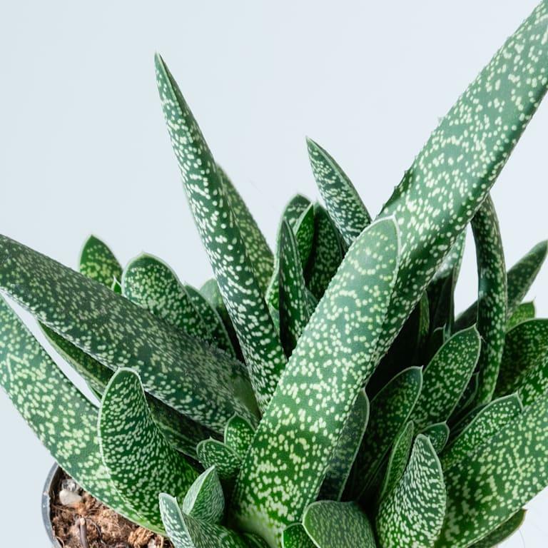 blume2000 Gasteria 'Verrucosa' Black Friday
