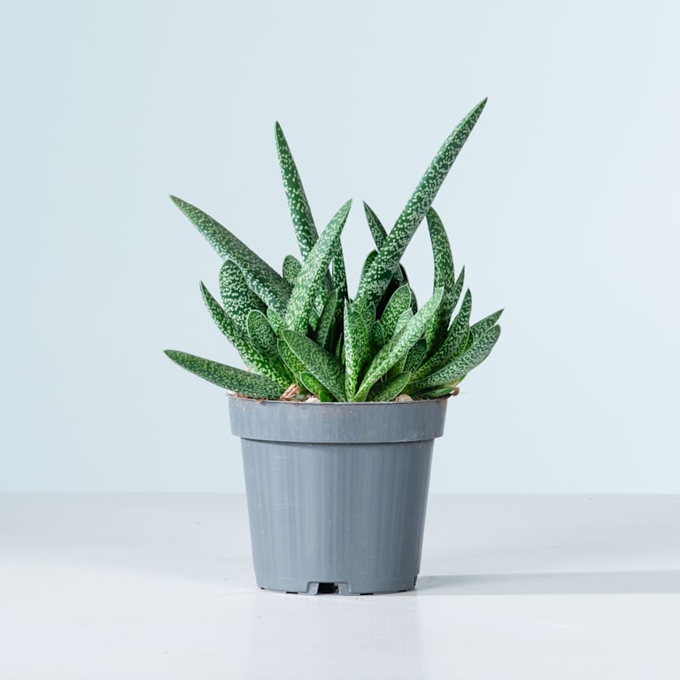 blume2000 Gasteria 'Verrucosa' Black Friday