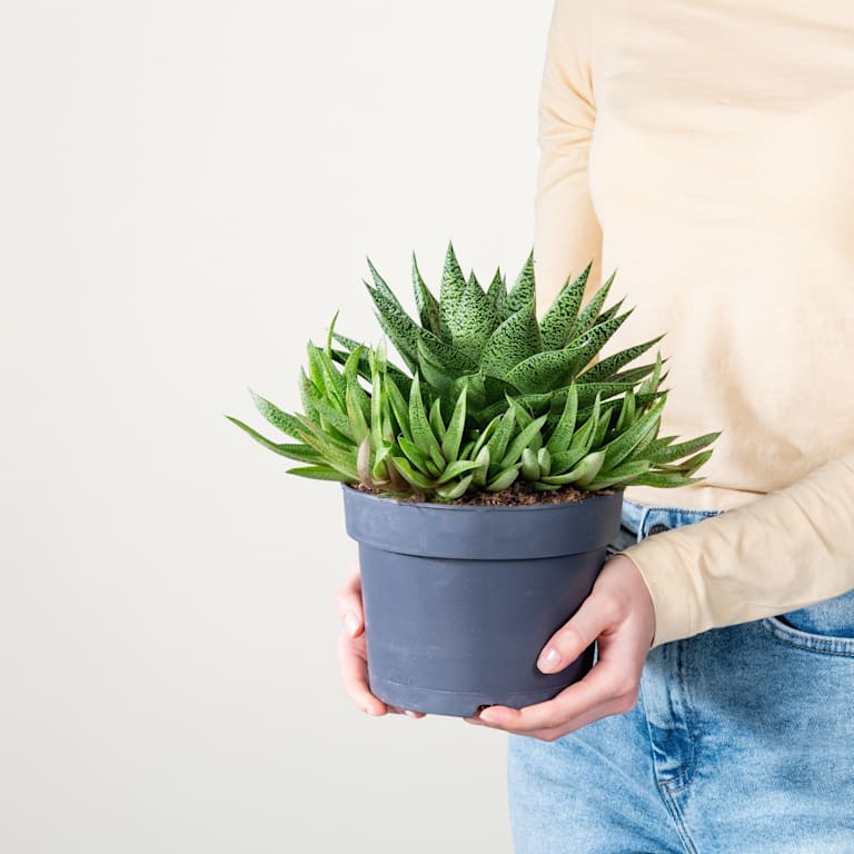 blume2000 Gasteria 'Tiga' M