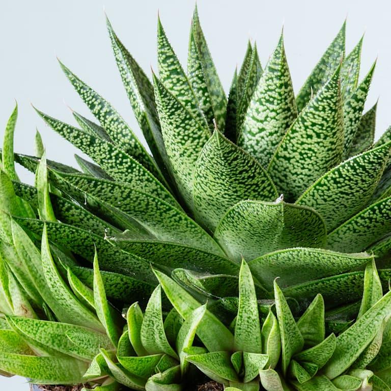 blume2000 Gasteria 'Tiga' M Cyber Monday