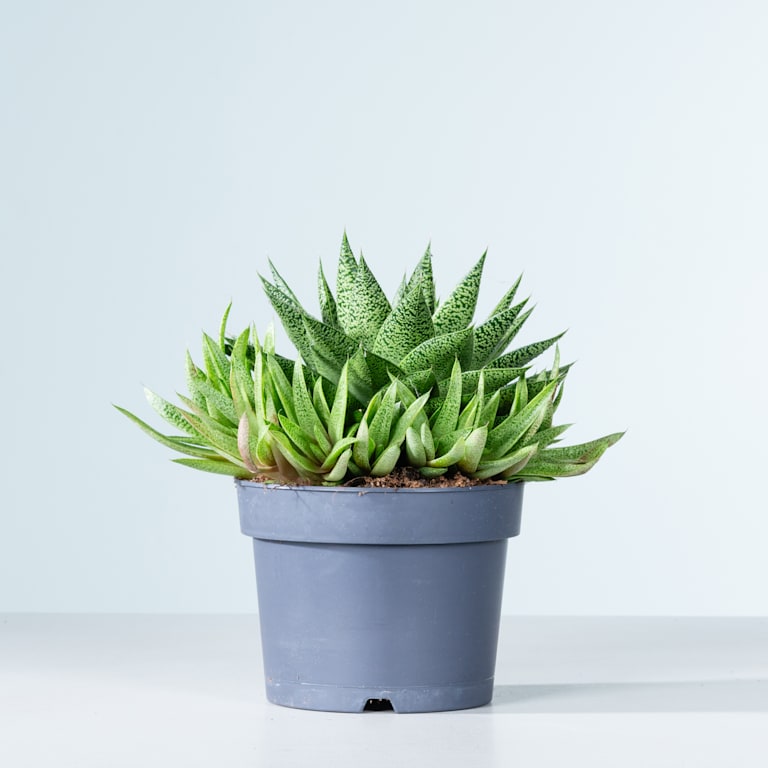 blume2000 Gasteria 'Tiga' M Cyber Monday
