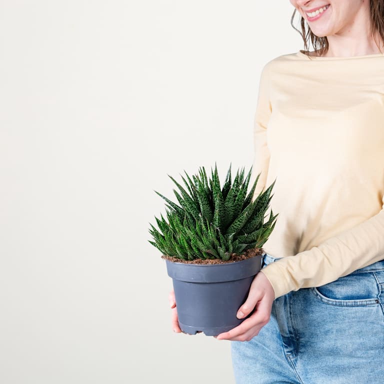 blume2000 Gasteria 'Due' M Weihnachtsangebot