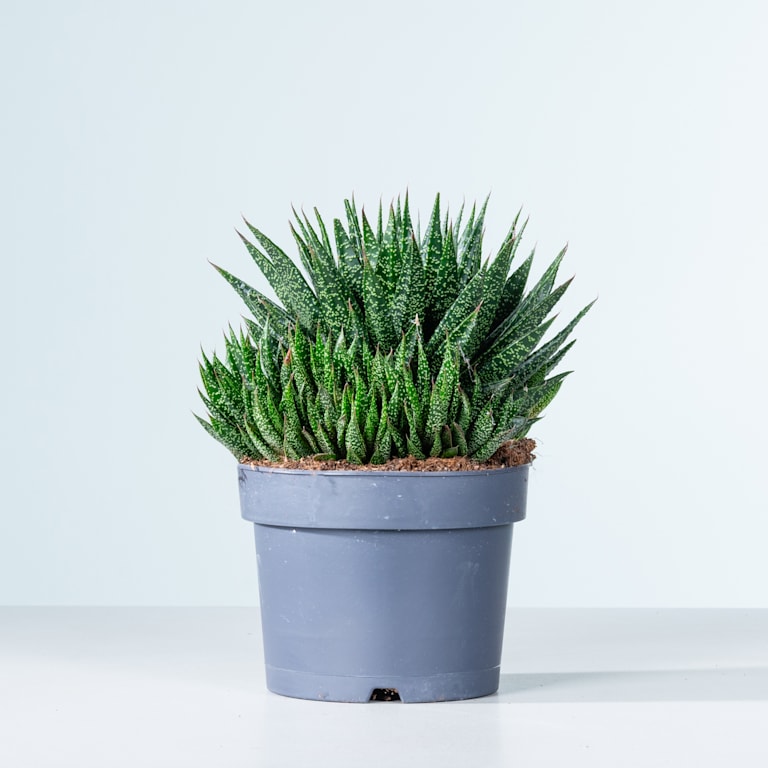 blume2000 Gasteria 'Due' M Weihnachtsangebot