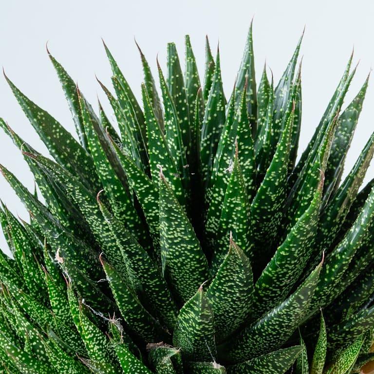 blume2000 Gasteria 'Due' M Weihnachtsangebot