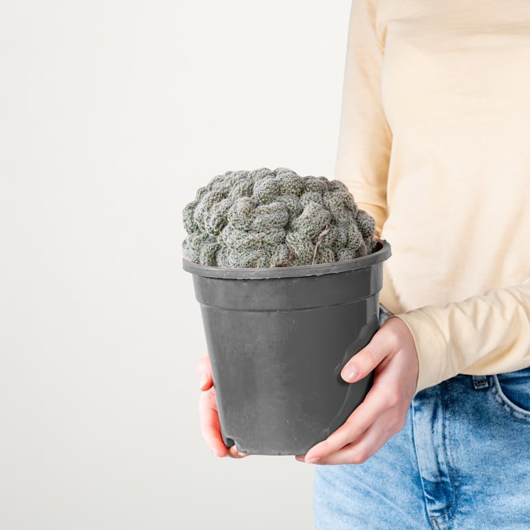 blume2000 Echinopsis 'Densispina forma Cristata' Osterangebot