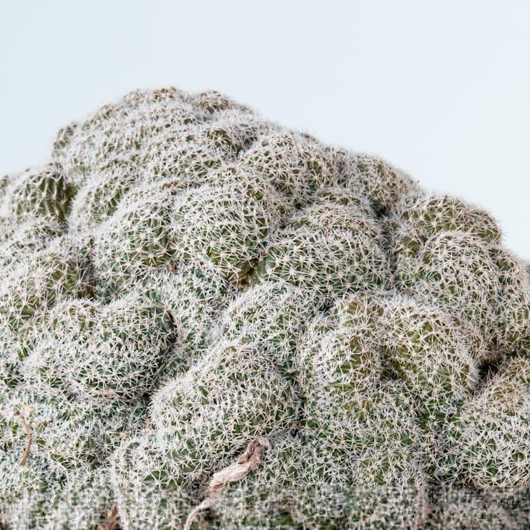 blume2000 Echinopsis 'Densispina forma Cristata' Osterangebot