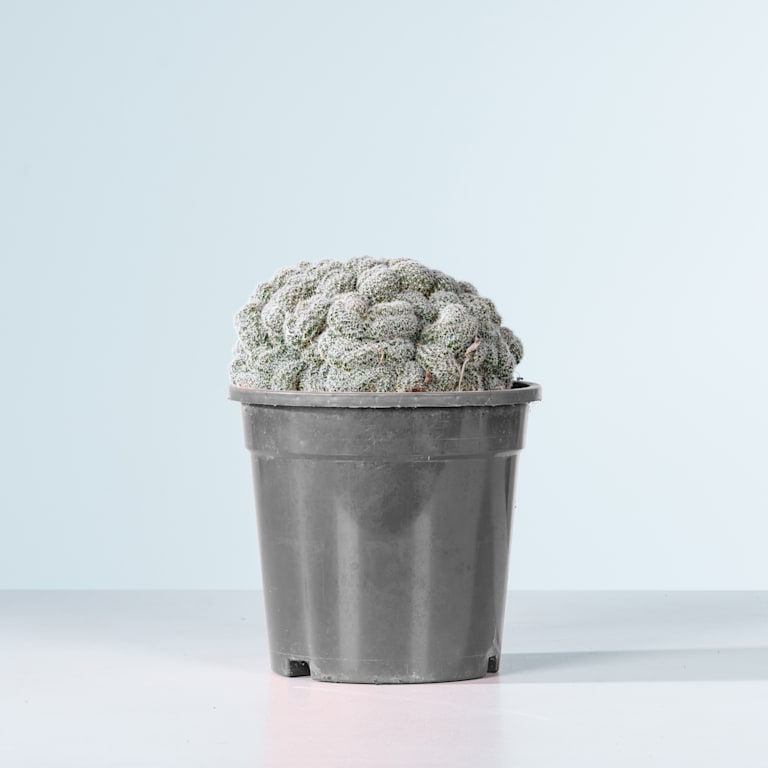blume2000 Echinopsis 'Densispina forma Cristata' Osterangebot
