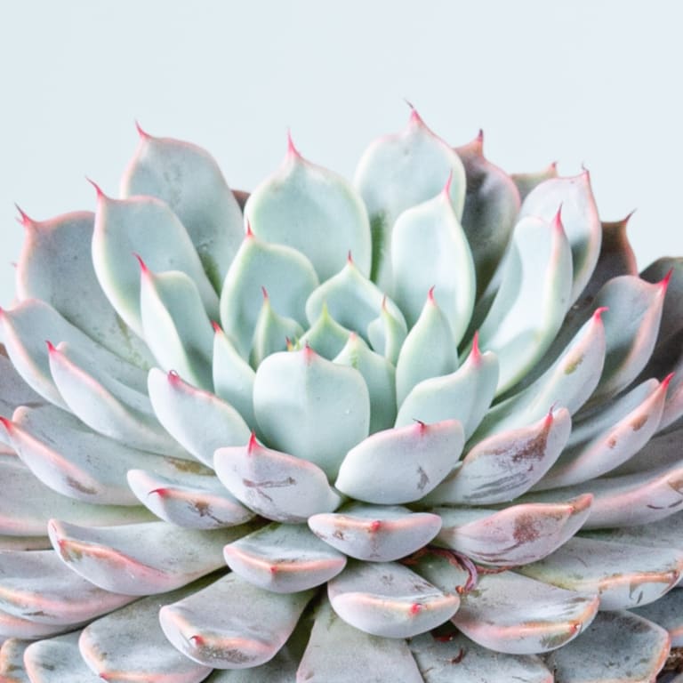 blume2000 Echeveria 'Texensis' Muttertagsangebot