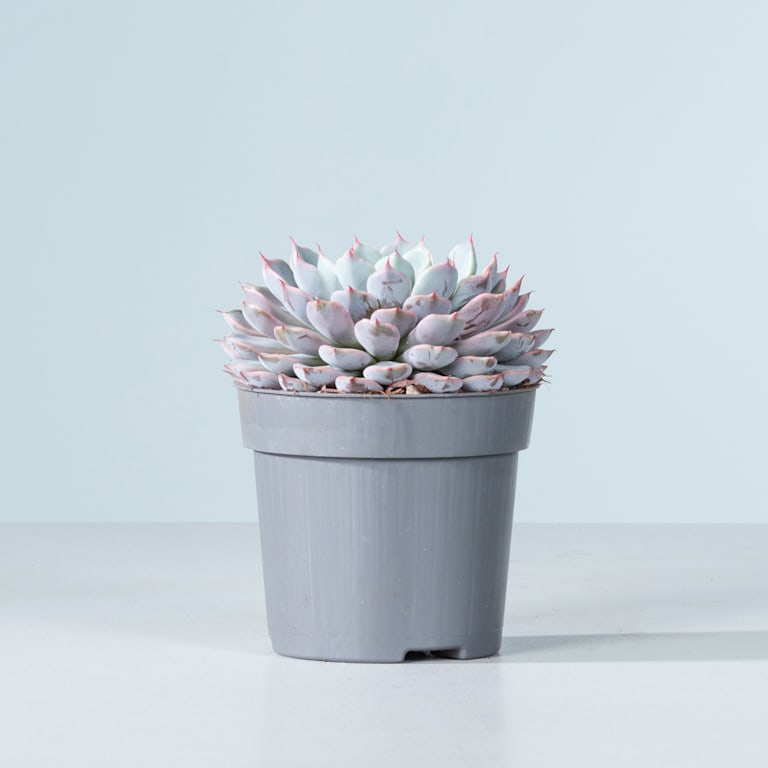blume2000 Echeveria 'Texensis' Muttertagsangebot