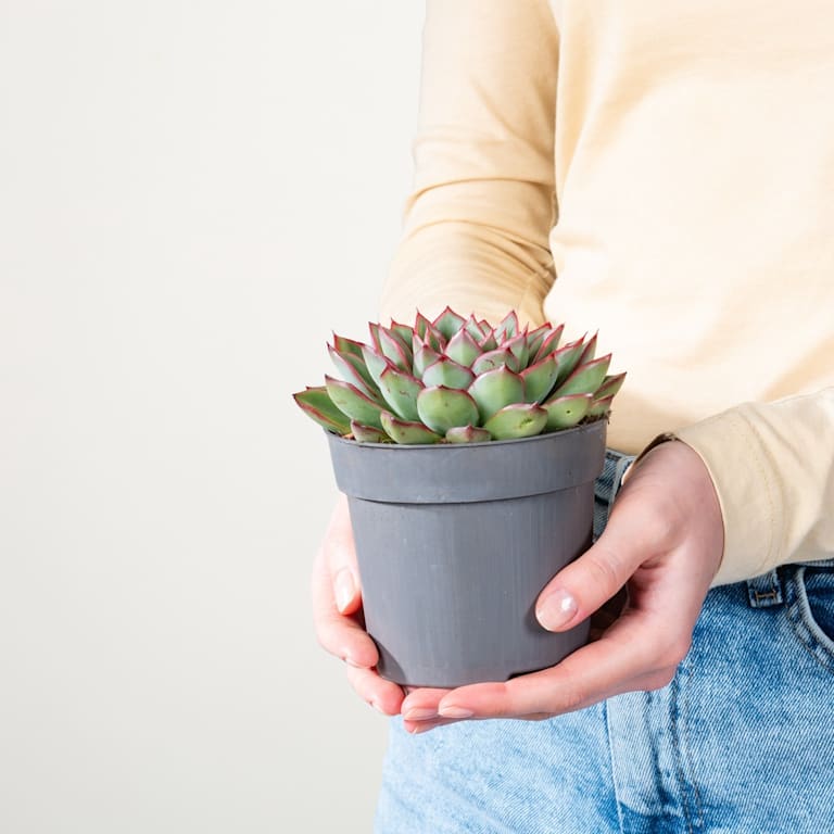 blume2000 Echeveria 'Skat' Vatertagsangebot