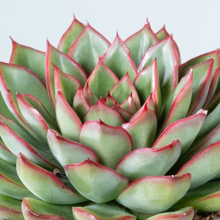 blume2000 Echeveria 'Skat' Vatertagsangebot