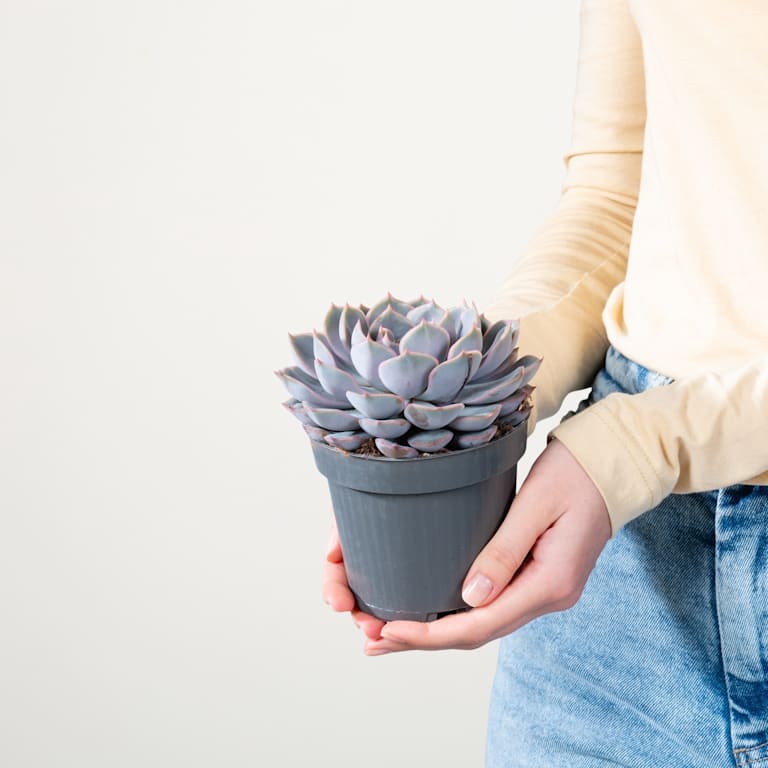 blume2000 Echeveria 'Orion' S Valentinstagsangebot