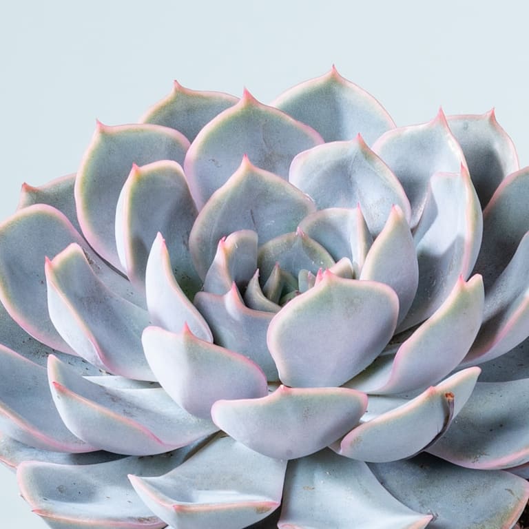 blume2000 Echeveria 'Orion' S Valentinstagsangebot