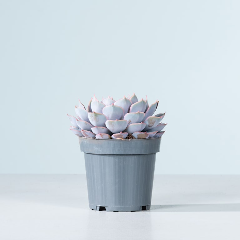 blume2000 Echeveria 'Orion' S Valentinstagsangebot