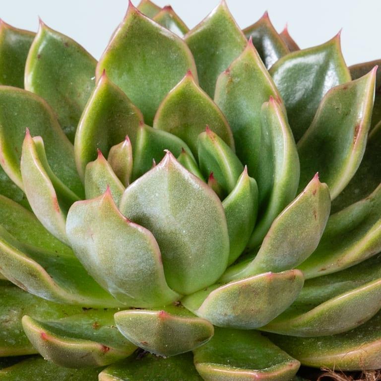 blume2000 Echeveria 'Mira' Jubiläumsangebot