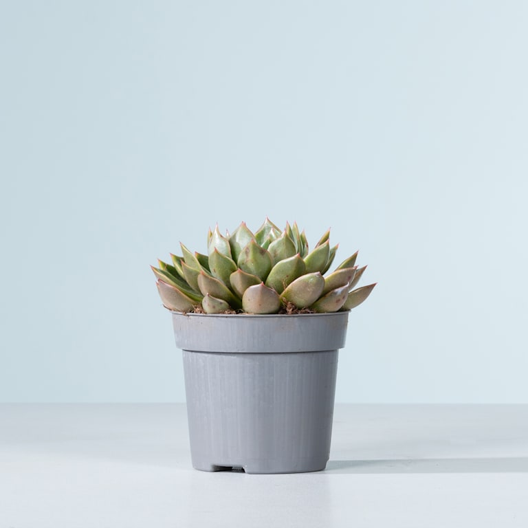 blume2000 Echeveria 'Mira' Jubiläumsangebot