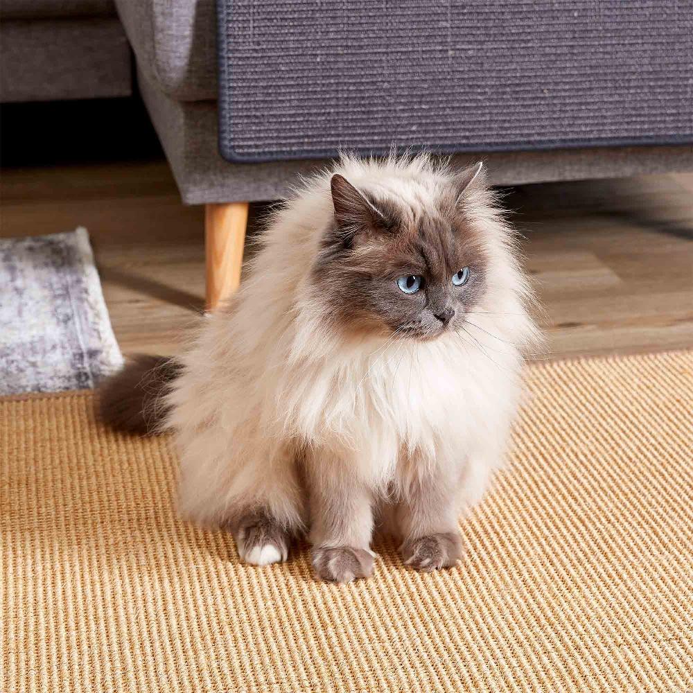 wohndirekt Katzenkratzmatte Natur CANCUN in 5 Größen Begrenztes Angebot